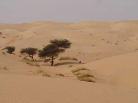 Acacia dans le désert de Mauritanie